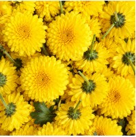 Pooja Flowers - Yellow Chrysanthemum